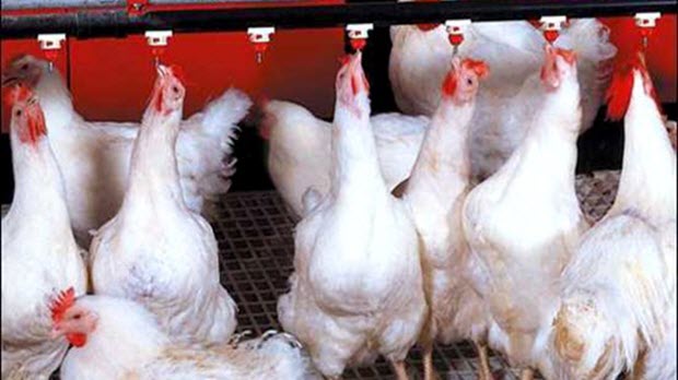 Giá gà còn 15.000 đồng một kg ở Đồng Nai